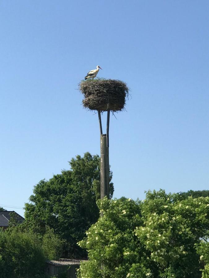 Landhaus Zum Storchennest Kloster Wulfshagen Buitenkant foto